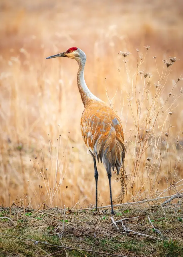 Alaska Sandhill Crane Hunting Retreats
