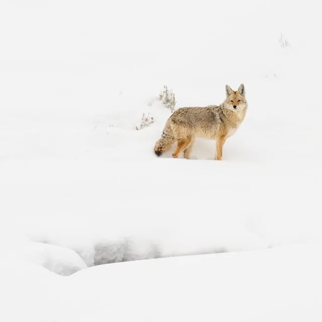 Alaska Winter Predator Hunting Retreats Coyote